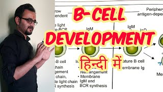 B Cell development maturation in hindi [upl. by Nnhoj920]