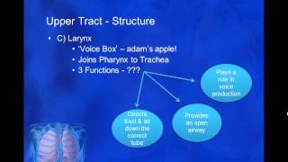 BTEC SportSport Science AampP Respiratory System [upl. by Onairelav]