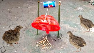 Very amazing bird trap for catching birds  koyal bird pakdane ka tarika [upl. by Jeniece]