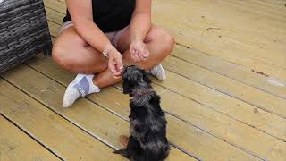 Darlas AussieDoodle Puppy Booker at 7 Weeks [upl. by Nomit]