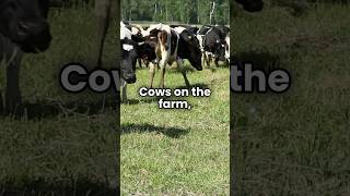 Sneak Peek Meet the Cows Fun animal adventure and learning for kids [upl. by Deland]