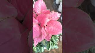 Aglaonema syngonium plant 🙏🪴🪴 [upl. by Hindorff]