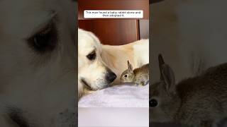 This man found a baby rabbit alone and then adopted it animalshorts shortvideo [upl. by Darcey]