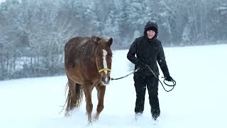 Cold Weather Equine Essentials  HorsesBFFcom [upl. by Harbird]