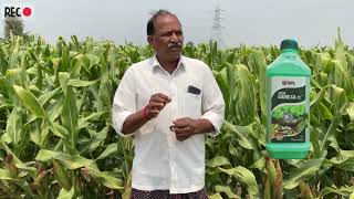 upl Gainexa amp Macarena farmer feedback in maize crop telugu [upl. by Eveiveneg]