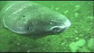 Greenland shark in the St Lawrence Estuary [upl. by Freya544]