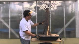 Bald Cypress Bonsai  Year 2  Carving [upl. by Giles]