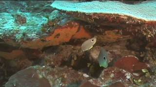 Caribbean Fish  FourEyed Butterfly Fish Identification [upl. by Awram]