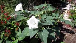 Moonflower Datura Lisas Landscape and Designs quotPlant Pick of the Dayquot [upl. by Einegue]