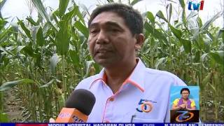 LAPORAN KHAS JUTAWAN JAGUNG HIBRID 29 OKT 2016 [upl. by Yesak238]