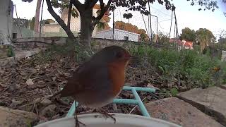 Bonitos Pájaros para Gatos ✅  Video para Gatos en 4K [upl. by Raskind]