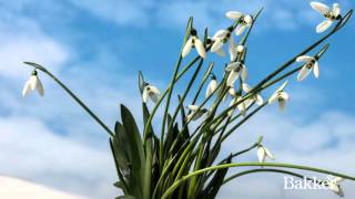 Timelapse  Galanthus [upl. by Inwat]