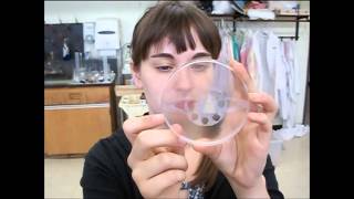 Hydrophobic  hydrophilic Petri Dish [upl. by Ayinat]