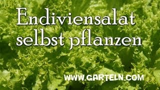 Endiviensalat selbst pflanzen [upl. by Aeht]