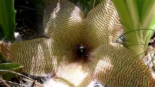 Flies and Stapelia flower Carrion Plant [upl. by Eliott]