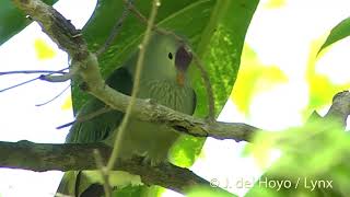 Makatea Fruit dove Ptilinopus chalcurus [upl. by Aivataj]