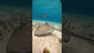 Snorkeling at Cozumel with stingray [upl. by Nairda624]