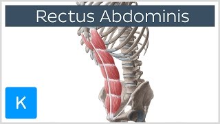 Rectus Abdominis Muscle Overview  Anatomy  Kenhub [upl. by Annadroj]