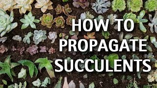 How to Propagate Succulents [upl. by Aicenert314]