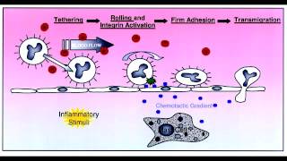 Leukocyte Extravasation  Rolling Tight Binding Diapedesis amp Migration [upl. by Oswell]