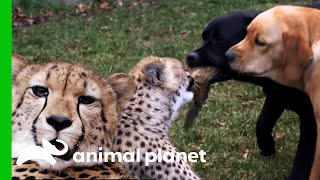 Docile Cheetahs Were Raised With Puppies  The Zoo [upl. by Bevash216]