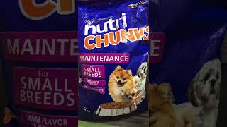 my picky eater dogs approves Nutrichunks small breed with small bone kibbles nutrichunksshorts [upl. by Asirrac]