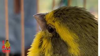 Yellowfronted canaryX whitebellied canary 金白腹 [upl. by Anaidirib]