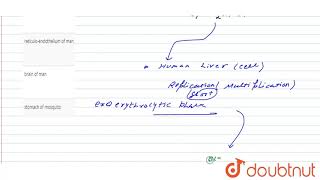 Exoerythrocytic phase of life cycle in malarial parasite occurs in [upl. by Nagrom]