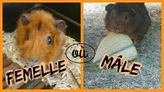 ♥Mâle ou femelle ♥ Avant lachat du cochon dinde [upl. by Valle]