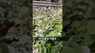 식물 퀴즈 이름 맞춰보세요 [upl. by Gawain]