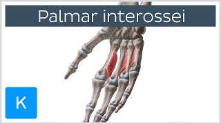 Palmar Interossei Muscles  Origins amp Function  Human Anatomy  Kenhub [upl. by Hofmann]