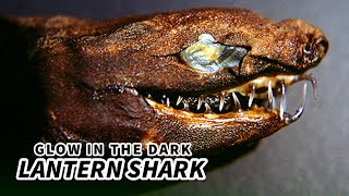 Lantern Shark Facts GLOW IN THE DARK Shark  Animal Fact Files [upl. by Akihsay652]