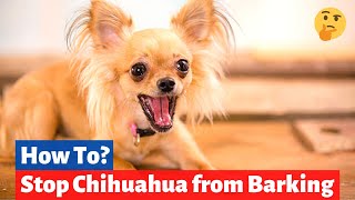 Chihuahua Barking Reasons and How to Stop your Chihuahua from Barking [upl. by Catha]