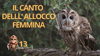 Il canto dellallocco femmina  Tawny Owl call [upl. by Adore]