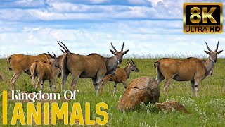 Animal Kingdom 4K Serengeti National Park  Scenic Wildlife 4K With Beautiful Piano Music [upl. by Lynna711]