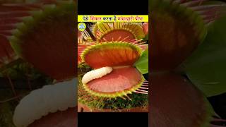 How Venus Flytrap Hunts  Explained In Hindi [upl. by Anael]