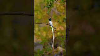 The Indian paradise flycatcher flycatchers birdsoftheworld [upl. by Schrader]