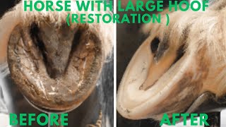 Shire Horse Complete restoration Shire Horse Restoration Compilation shirehorse huge massivehoof [upl. by Kurzawa]