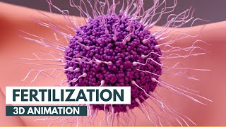 How Fertilization happens  3D Animation [upl. by Llatsyrc]