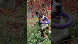 Thor the dog Entlebucher Sennenhund [upl. by Merrick]