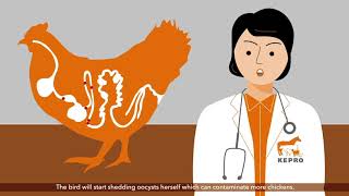 Coccidiosis in broilers and layer pullets [upl. by Pat]