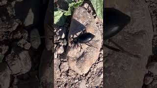 Darkling Beetle 56 lunacounty nature darklingbeetle chihuahuandesert insects [upl. by Lanfri851]