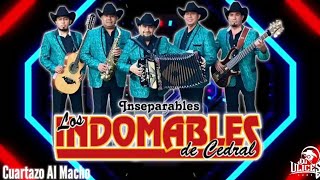 Los Indomables De Cedral  Cuartazo Al Macho ♪ 2020 [upl. by Hamlani187]