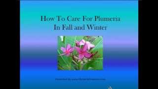 Plumeria  How to Care for Plumeria  Plumeria Care in the Fall and Winter [upl. by Dalton]