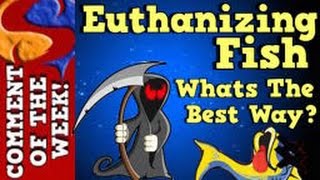 The Best Way to Euthanize Fish Comment Of The Week Episode 4 [upl. by Marillin]