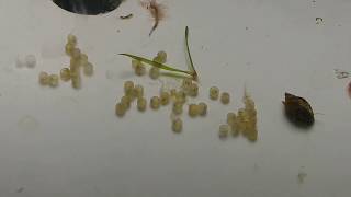 Cory Eggs Corydoras Aeneus hatching close up [upl. by Waxler]