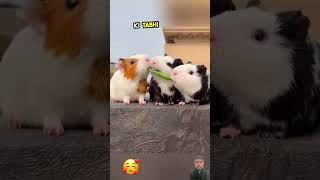 Like video 👍for these cute rabbits Shorts world [upl. by Caraviello762]