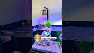 Wavemaker for Aquarium aquarius shortsvideo aquascape pets fish viralvideos [upl. by Gorges882]