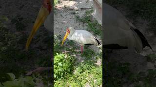 Yellowbilled storks are mediumsized wading birds known for their distinctive yellow beaks [upl. by Drape]