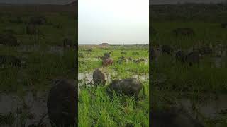 animal videoswild pigs animal farmboarhog pigs [upl. by Burrows]